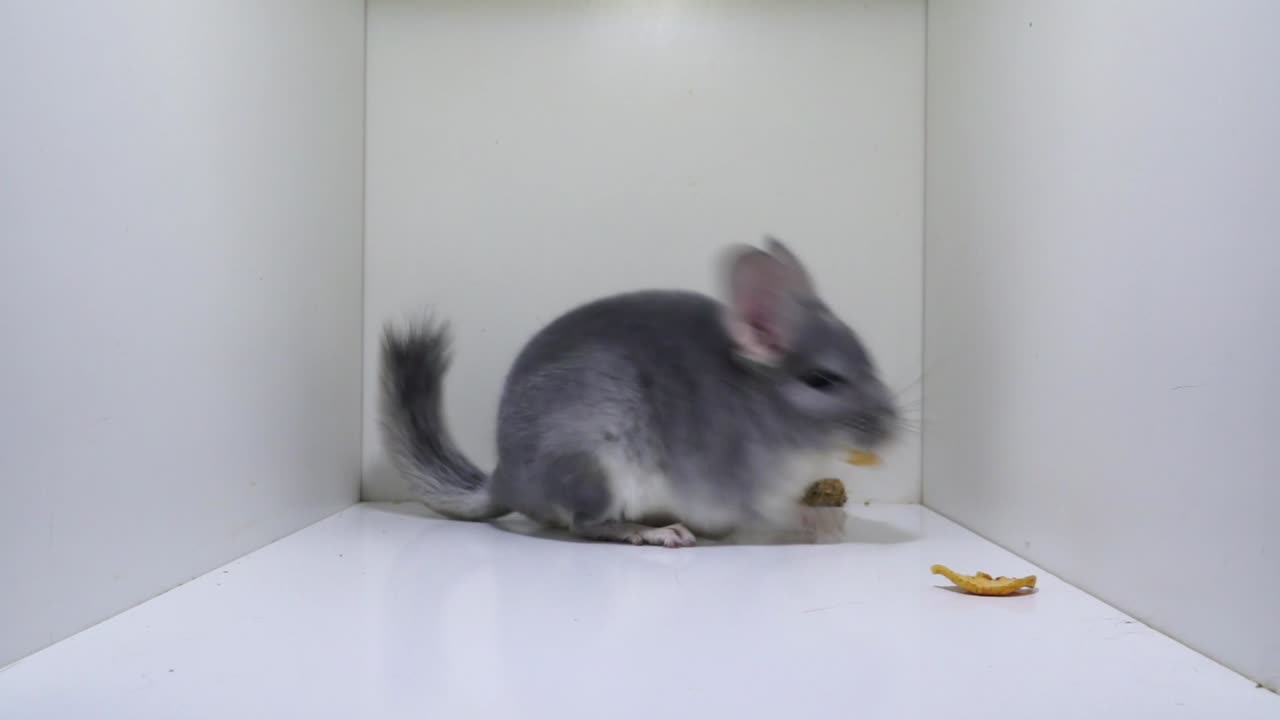 Gray (Violet) long-tailed Chinchilla Eating And Hopping inside the White box, Close Up studio light shot