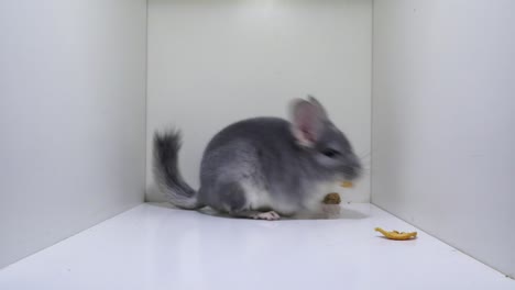 gray (violet) long-tailed chinchilla eating and hopping inside the white box, close up studio light shot