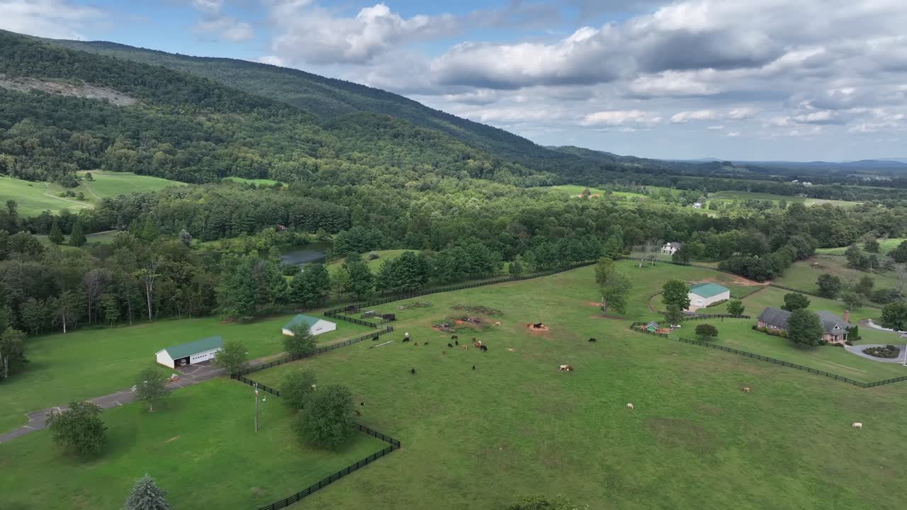 Mucca al pascolo in un prato americano. Fattoria con fienile. Giornata estiva soleggiata in Virginia con fiume e verdi colline. Ampia ripresa aerea dal basso verso l'alto