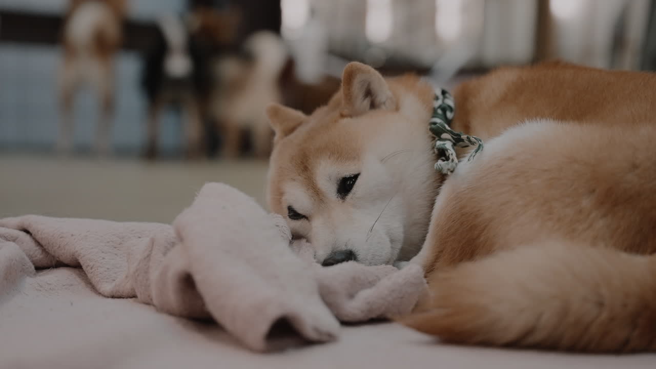 피곤하고 귀여운 오렌지색 미니어처 시바 개가 뒷면에 다른 개와 함께 담요로 바닥에서 잠을 자고 있는 클로즈업