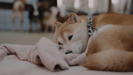 Close-up-of-a-tired-and-cute-orange-miniature-Shiba-dog-napping-on-the-floor-with-a-blanket-with-other-dogs-in-the-background