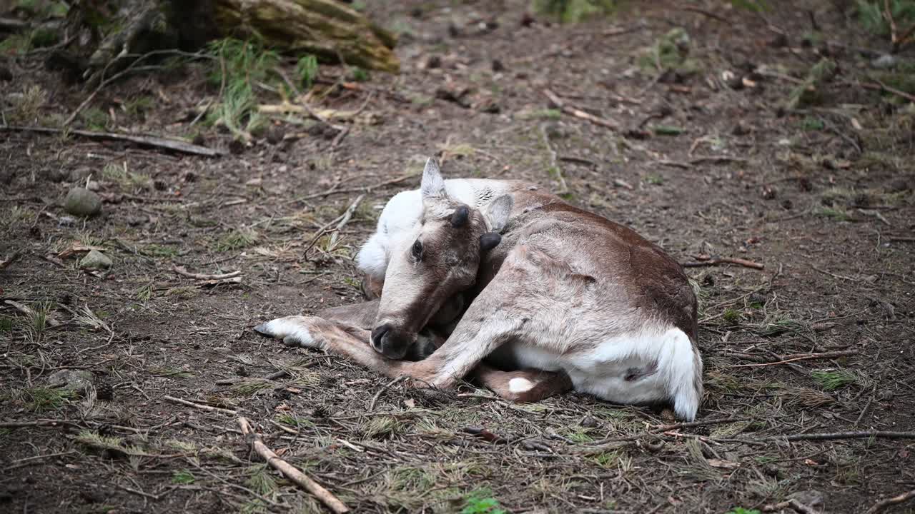 Splendida renna che riposa e si lecca la zampa in una giornata nuvolosa.