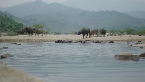 water buffalo bathing in a river