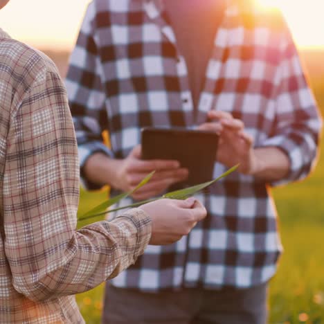 two successful farmers work in a field and use a tablet