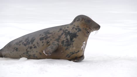 cute grey seal calmly slumbering above frozen surface at winter time - medium slow-motion shot