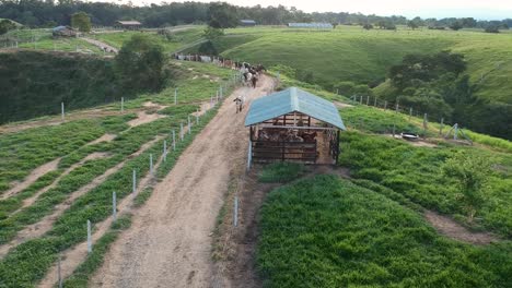 toma de drone de un rebaño de vacas pastoreando en una hermosa granja en las colinas.