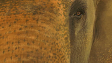 Schöne-Nahaufnahme-Von-Gesicht-Und-Auge-Eines-Elefanten