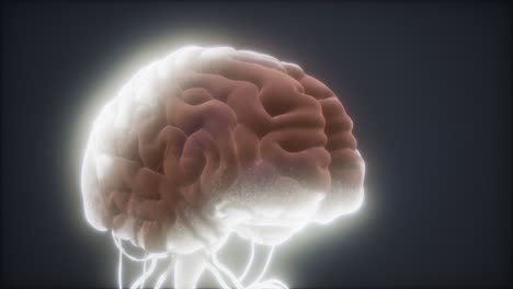 animated-model-of-human-brain