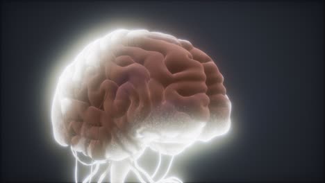 modelo animado del cerebro humano
