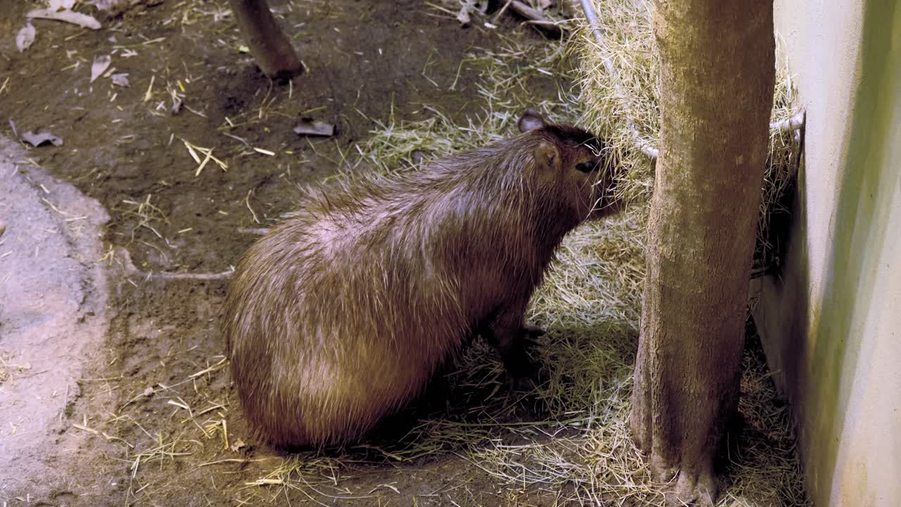 Capybara Eating Hay in an Enclosure