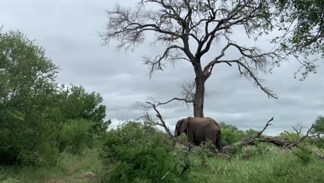 Single-African-Elephant-eats-grass-beneath-big-old-tree-and-grey-cloud