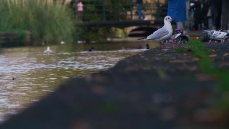 Seagull-stands-by-edge-of-canal-and-flies-away