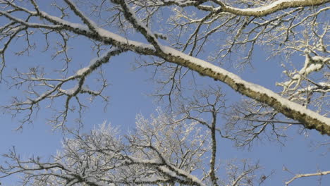 Frost-Auf-Bäumen-Während-Des-Sonnigen-Wintermorgens