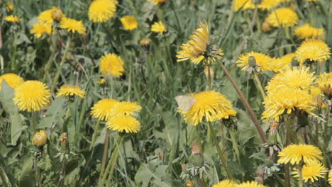 Fondo-De-Campo-De-Dientes-De-León-En-Un-Día-Soleado