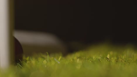 cricket still life with close up of ball and bat lying in grass behind stumps