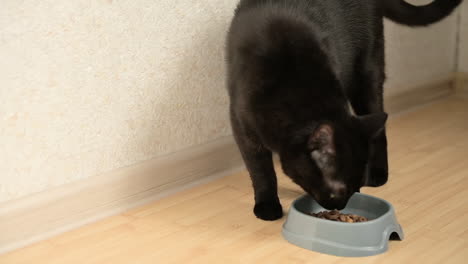 Hungrige-Schwarze-Katze,-Die-Zu-Hause-Futter-Aus-Der-Schüssel-Isst