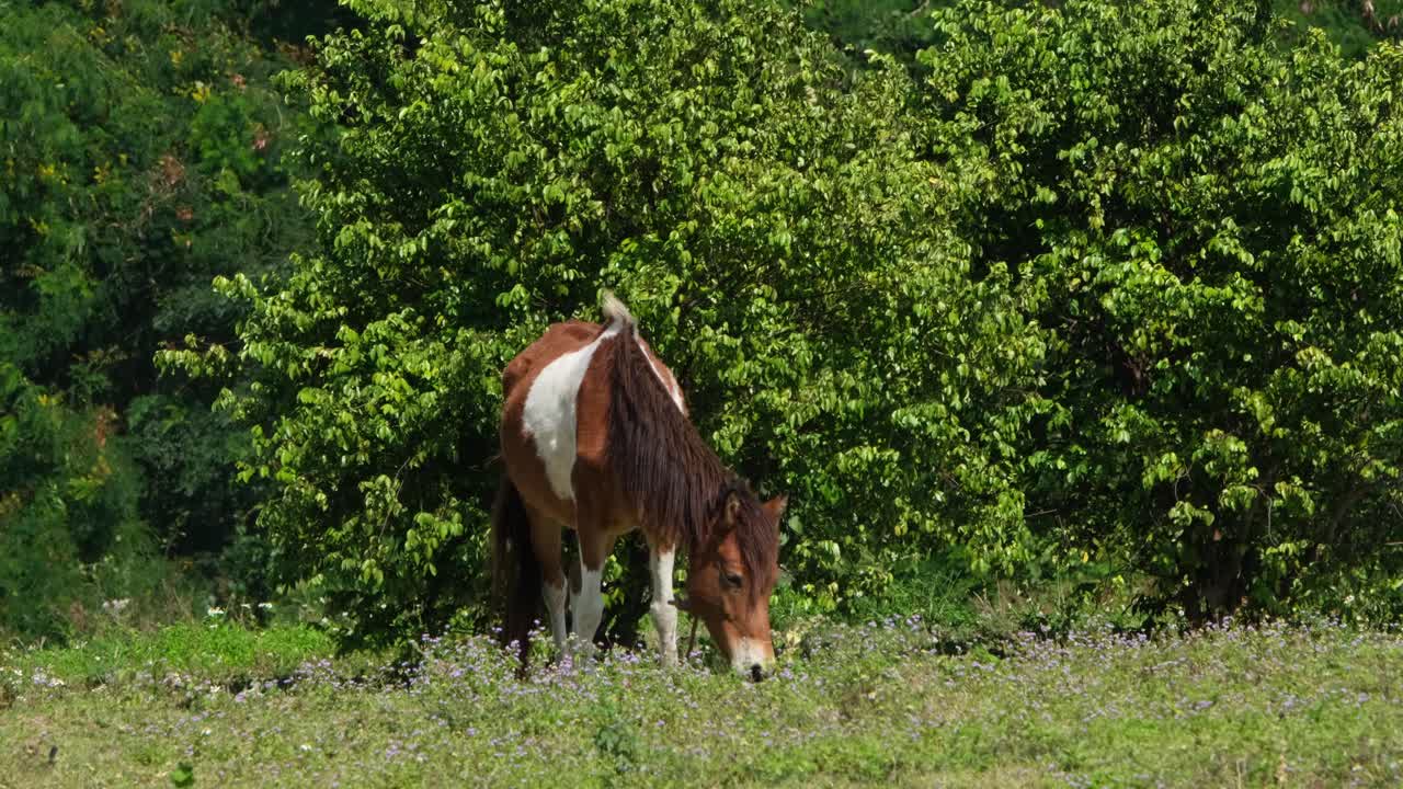 un caballo con manchas marrones y blancas pastando en un pastizal durante un día soleado y los arbustos tiemblan en el fondo con el viento en muak klek, tailandia