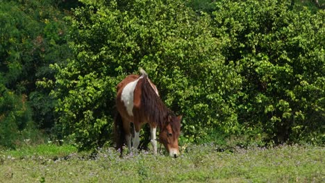 Un-Caballo-Con-Manchas-Marrones-Y-Blancas-Pastando-En-Un-Pastizal-Durante-Un-Día-Soleado-Y-Los-Arbustos-Tiemblan-En-El-Fondo-Con-El-Viento-En-Muak-Klek,-Tailandia