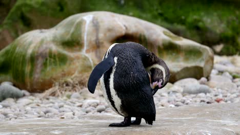 black and white penguin turning its head around