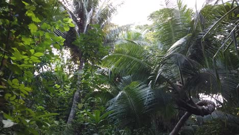 un camino oculto a través de una jungla que conduce a la playa en las islas andaman en india