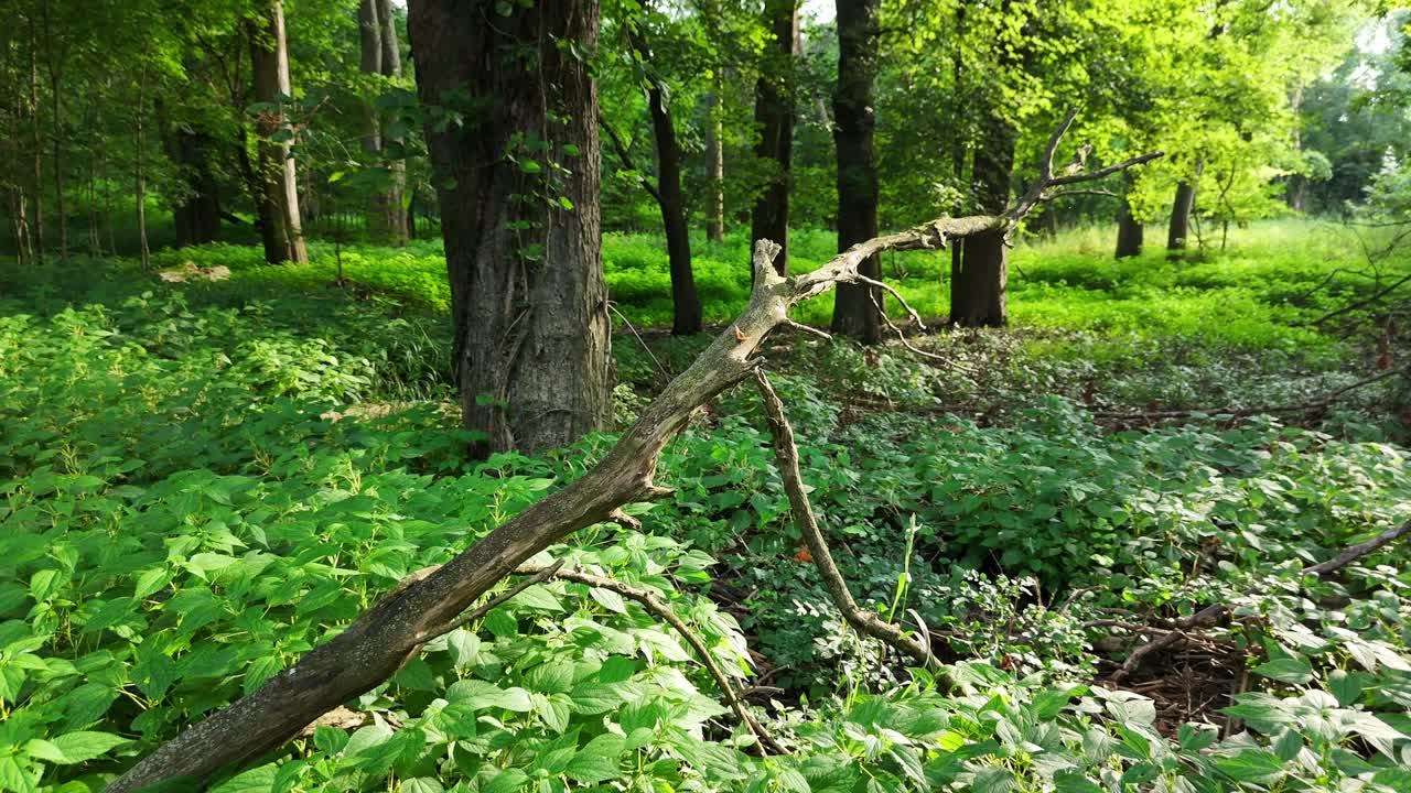 Drone capture of butterfly sitting on branch in lush woods then flies away