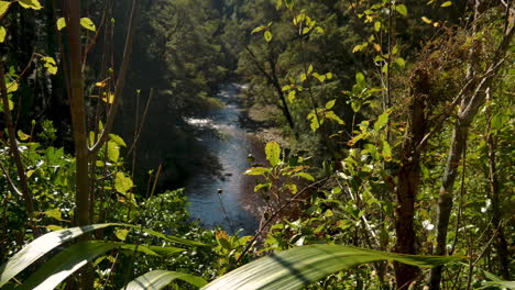 Close-up-shot-of-green-plants-and-leaves-in-front-of-calm-stream-in-the-valley