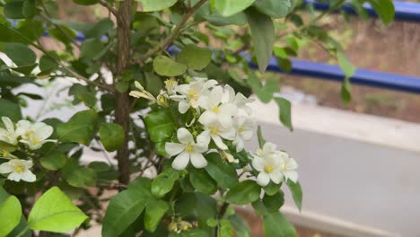 closeup shot of a bunch of madhukamini flowers blooming in the graden