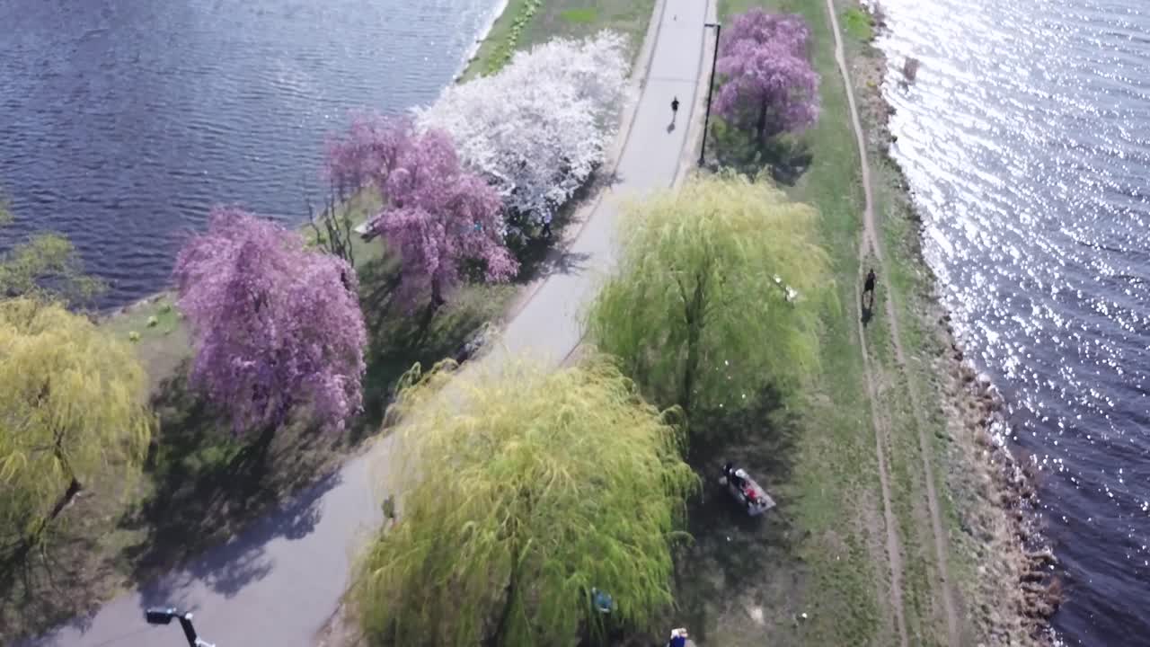 Beautiful Cherry Blossom Trees With Pink And White Flowers On The Charles River Esplanade, Boston, Massachusetts - aerial drone