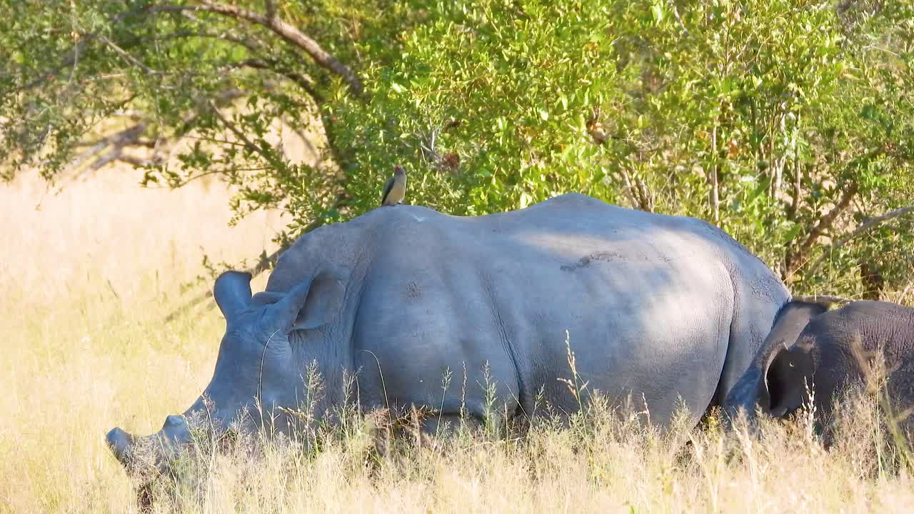 close-up of two large adult rhinoceros laying down resting in golden tall grass, Kruger National Park, South Africa
