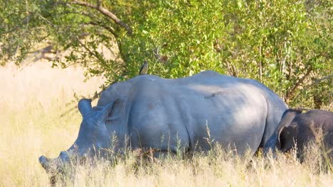 close-up of two large adult rhinoceros laying down resting in golden tall grass, kruger national park, south africa