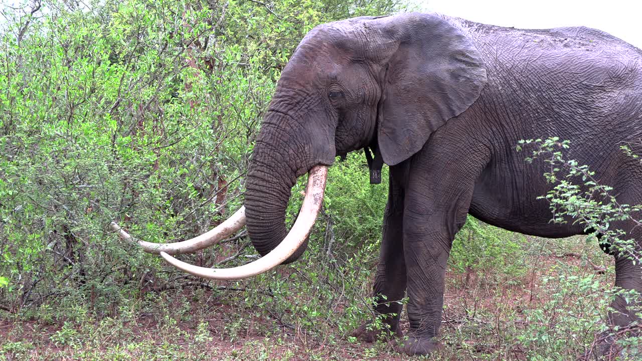 A large elephant bull with enormous tusks feeding on a bush in the Kruger National Park