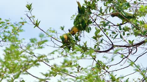 4k hermosos pericos de garganta marrón encaramados en un árbol, jugando y persiguiéndose unos a otros