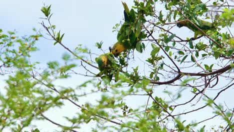 4k beautiful brown throated parakeets perched on a tree, playing around and chasing each other away