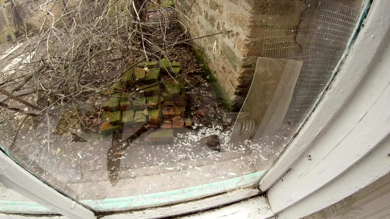 이른 봄에 한 외 마을의 마당에서 야생동물을 창문으로 지켜보는 모습.