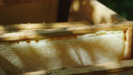 The-Frames-With-Honey-Lie-In-A-Box-In-The-Apiary-Natural-And-Healthy-Products-From-Nature-4k-Video