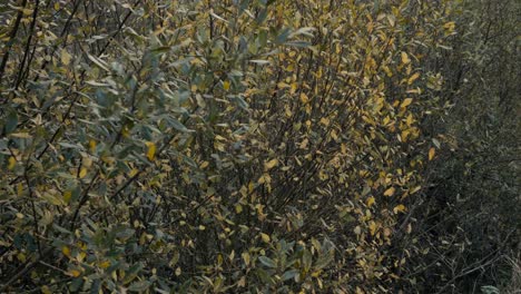 hojas amarillas de otoño y árboles soplando en el viento en el campo inglés