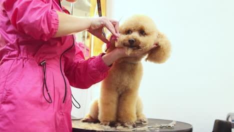 dog grooming session