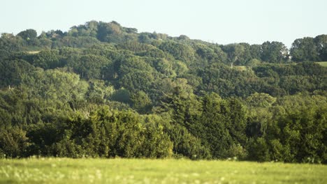 Vibrant-trees-lite-by-summer-sunshine-in-the-UK-on-a-hot-day