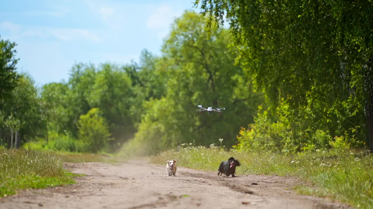 Adorable dogs running. Drone flying over the pet animals among green nature. Active domestic dogs walking outdoors happily.