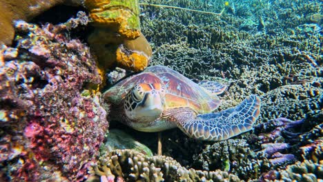 Green-Sea-Turtle-Resting-On-Coral-Reef---underwater,-front-view