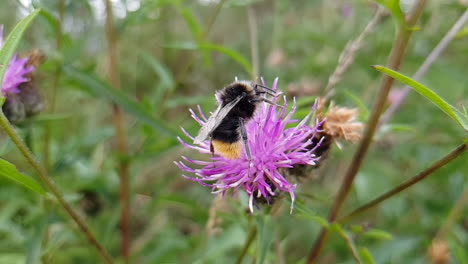slow motion close up wet bee holding to violet thistle flower