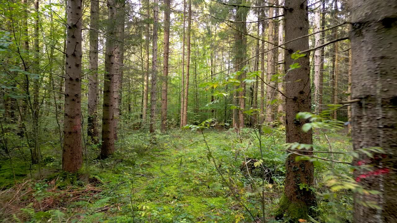 беспилотный летательный аппарат осенний лес золотые цвета листья