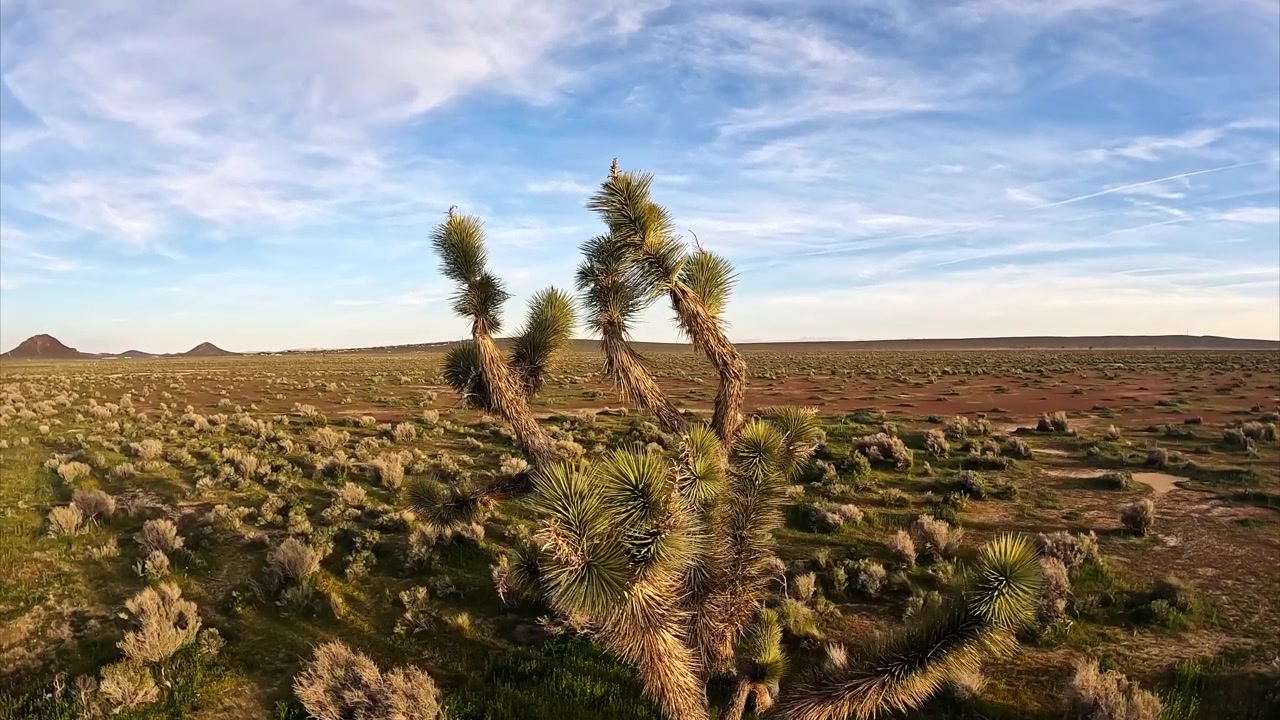 Volando tra i rami di un albero di Giosuè nel deserto del Mojave - slow motion.