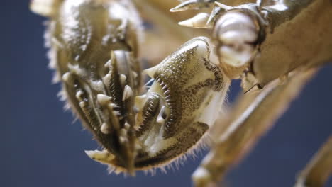 close-up of crab or crayfish claws