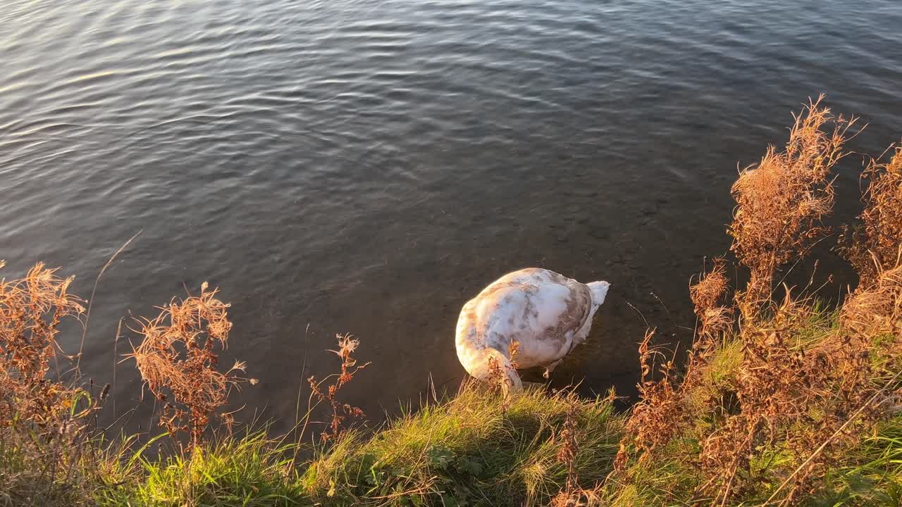кинематографический снимок белых лебедей и синичек, плавающих и кормящихся вместе на берегу реки во время красивого золотого заката