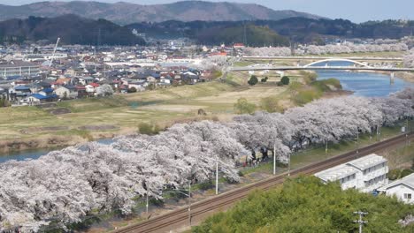 View-from-Funaokajo-park-in-full-bloom-are-blown-by-wind-on-river-side-and-railway-in-Funaoka,Sendai,-Japan-in-spring-day-time