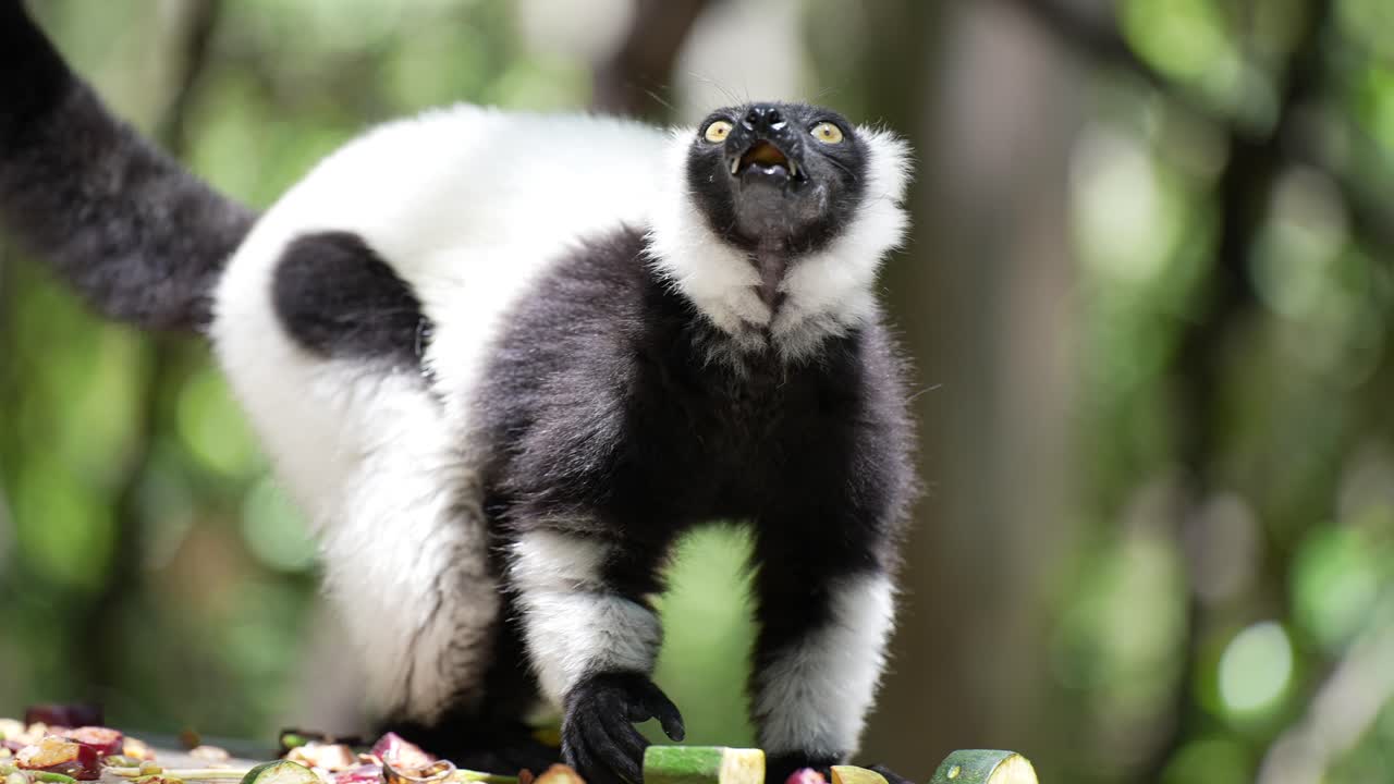 Black and White Lemur Eating