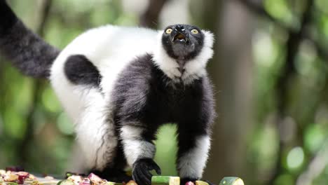 black and white lemur eating