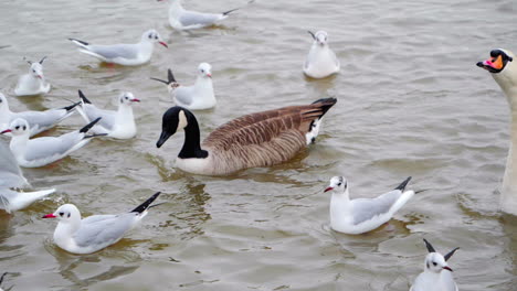 un ganso nadando entre gaviotas en cámara lenta