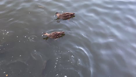 feeding ducks and fish at the pond at sydney centennial park